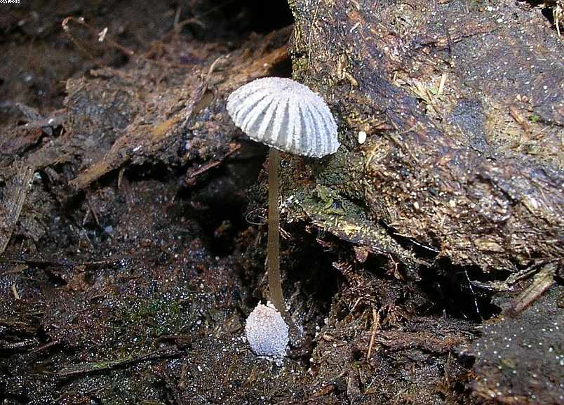 St. Chrischona ( CH )   30. Aprile 2005